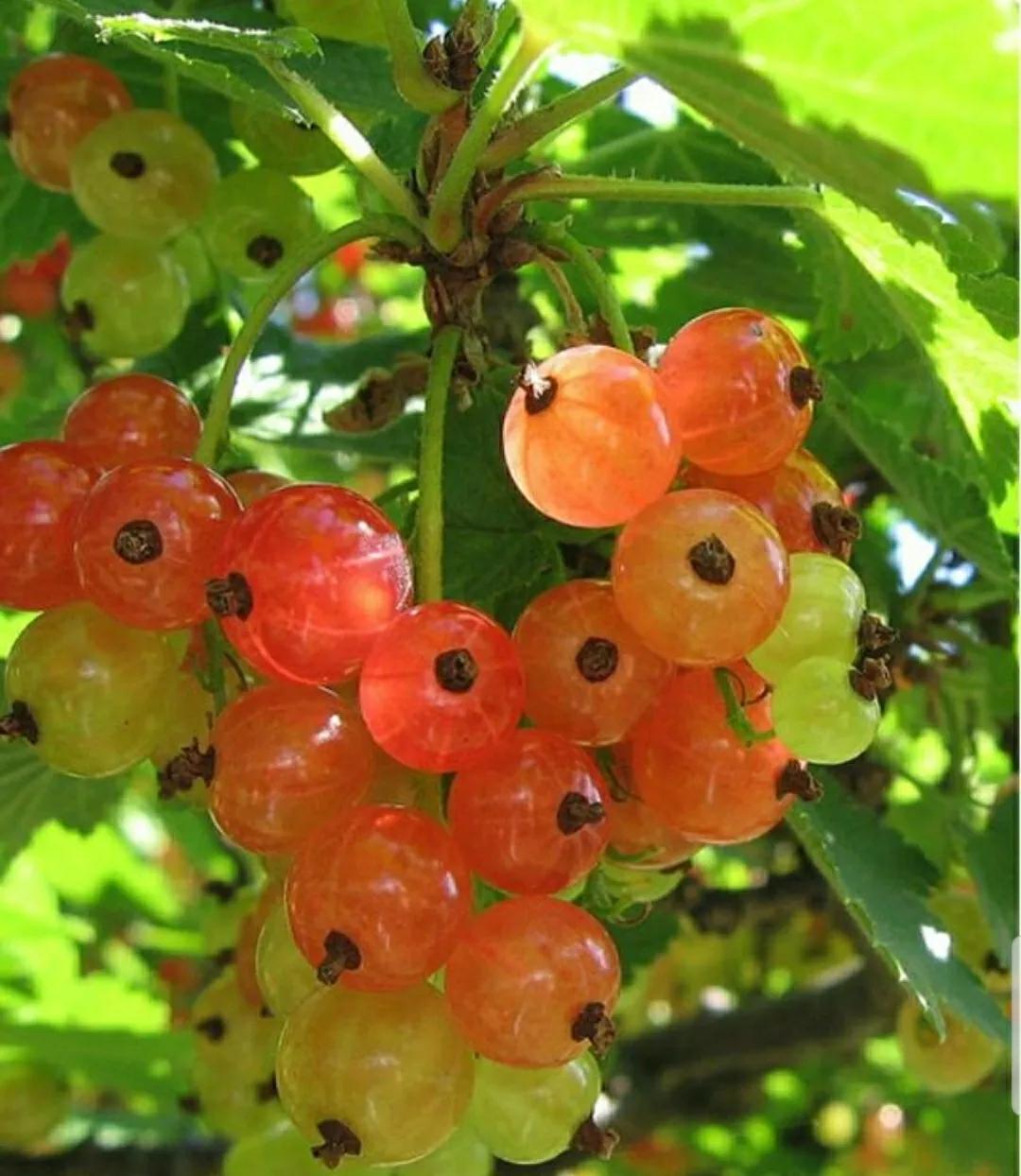 秋日私语：抬头一笑百媚生，美不惊人死不休的造型奇花