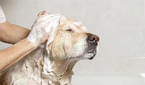 拉布拉多幼犬喂什么狗粮,拉布拉多幼犬喂什么狗粮最好