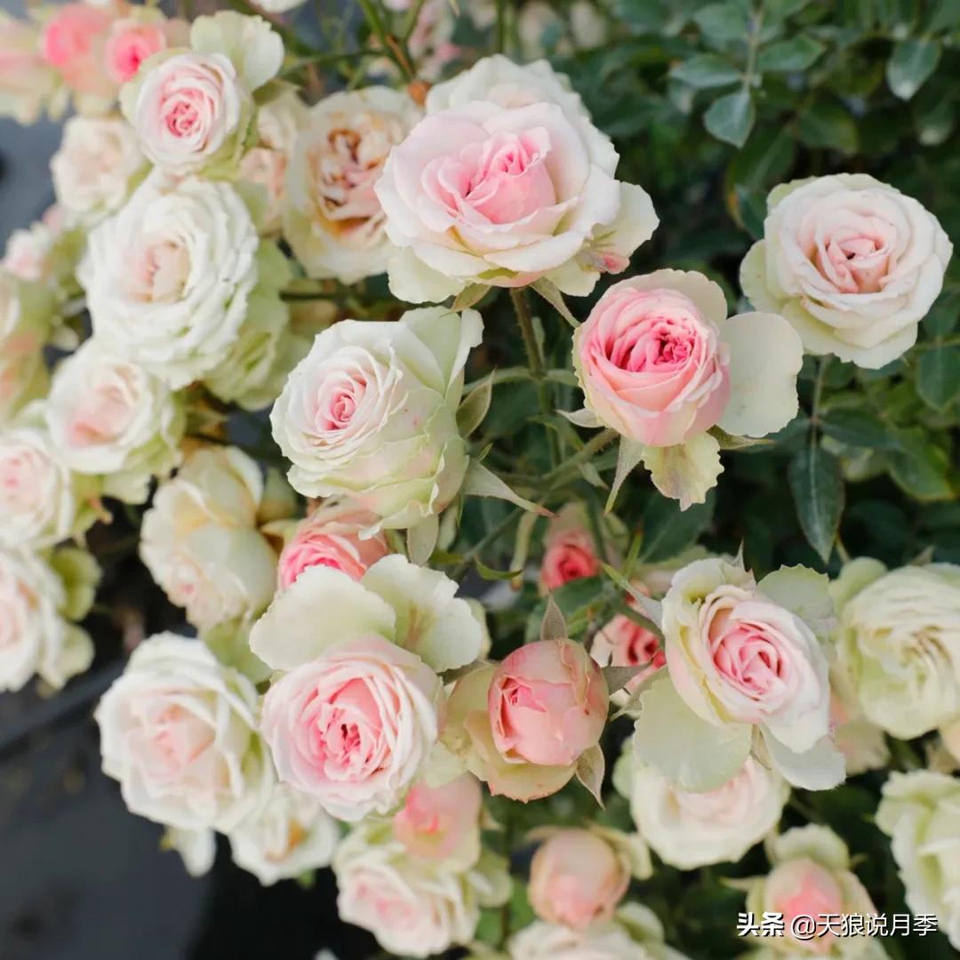 520你最想收到什么玫瑰,520这样的玫瑰你们喜欢吗