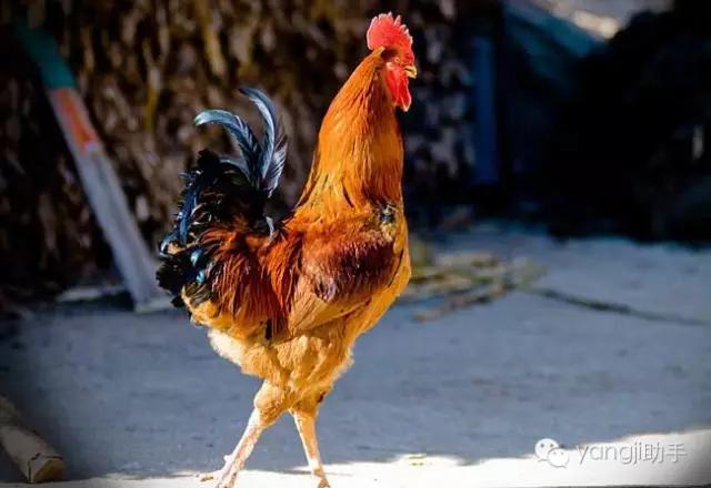 怎么样才能知道土鸡是什么样的,如何知道土鸡缺少什么营养
