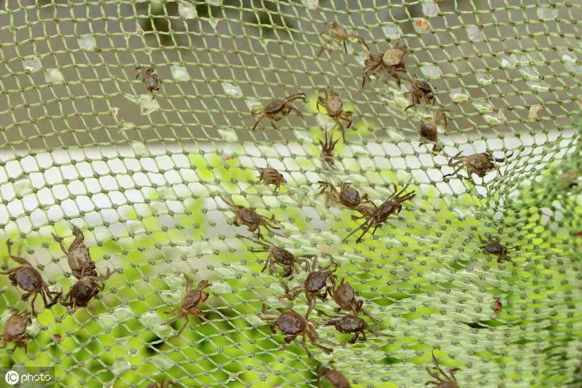 养殖河蟹的条件和方法是什么,正确放苗是河蟹养殖成功的第一步