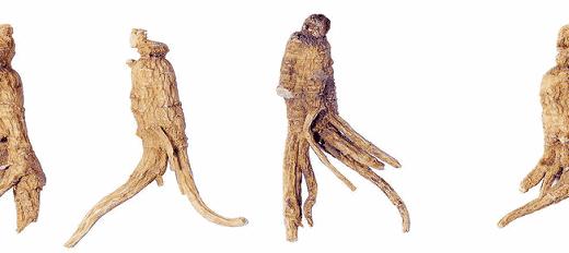 当归滋补养生食材,秋冬进补选择当归