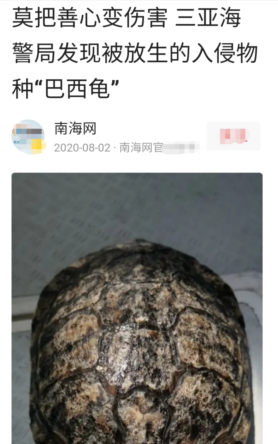 刚出壳的巴西龟一年能长多大,巴西龟的生长能力有多强