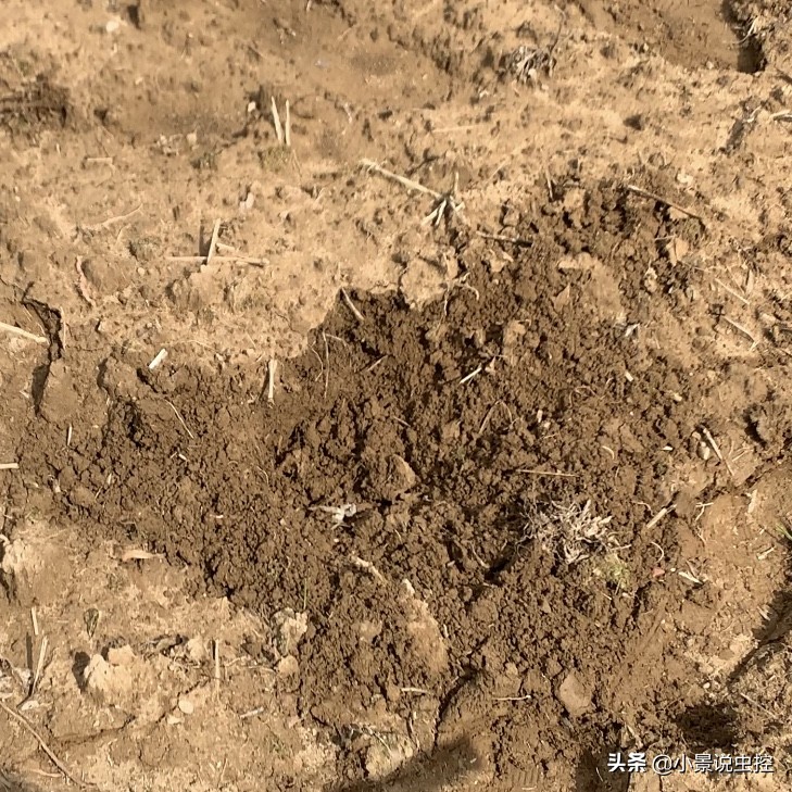 对付鼹鼠最有效的办法,对付鼹鼠的最好方法