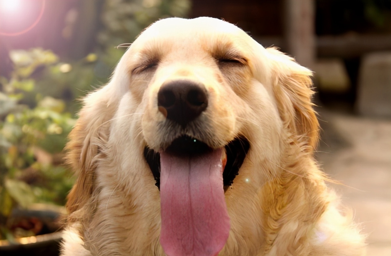 金毛狗粮批发100斤,金毛狗粮品牌十大排行榜