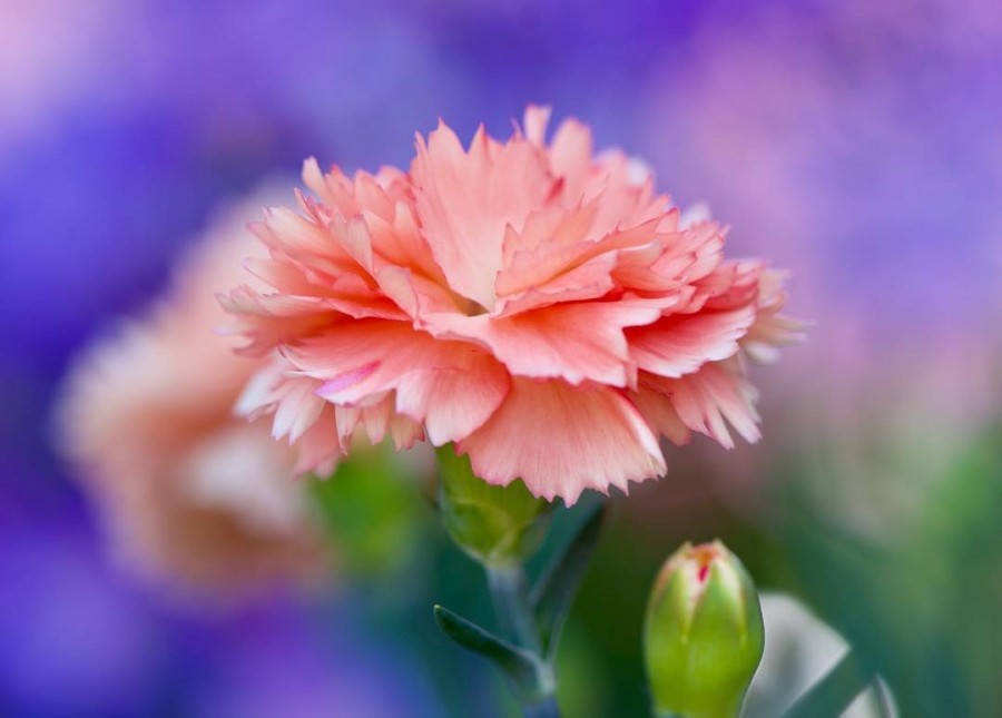 母亲节为什么要送女朋友礼物,母亲节送什么颜色的康乃馨