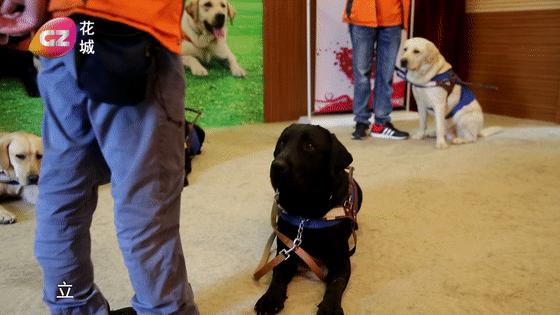 导盲犬被热议视频,导盲犬为什么被指责