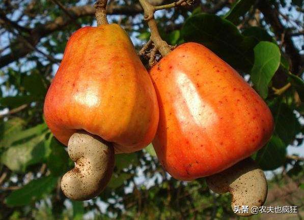 它是4大坚果之首，到年底就热销，市场60元1斤，为何农民不爱种？