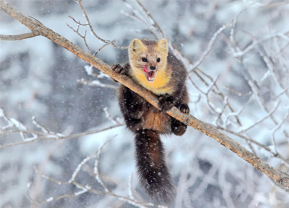 紫貂和紫貂宝宝,罕见紫貂现身长白山