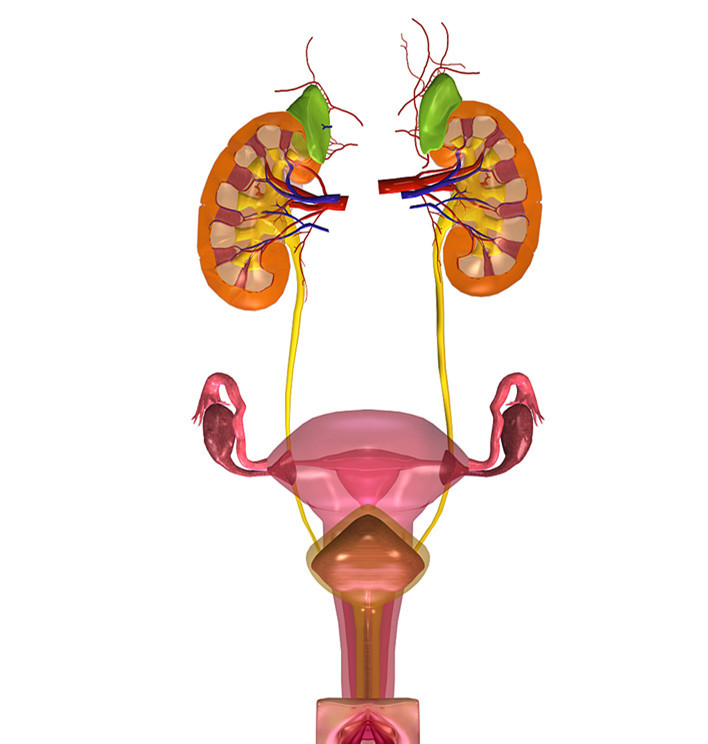 当生殖系统机制偶尔失灵，将是灾难性的急症