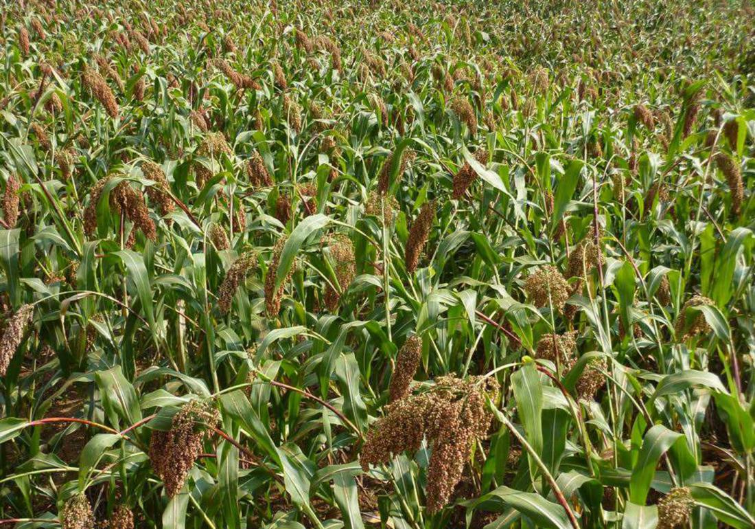 高粱怎么种才能高产,高粱种植技术高粱种子