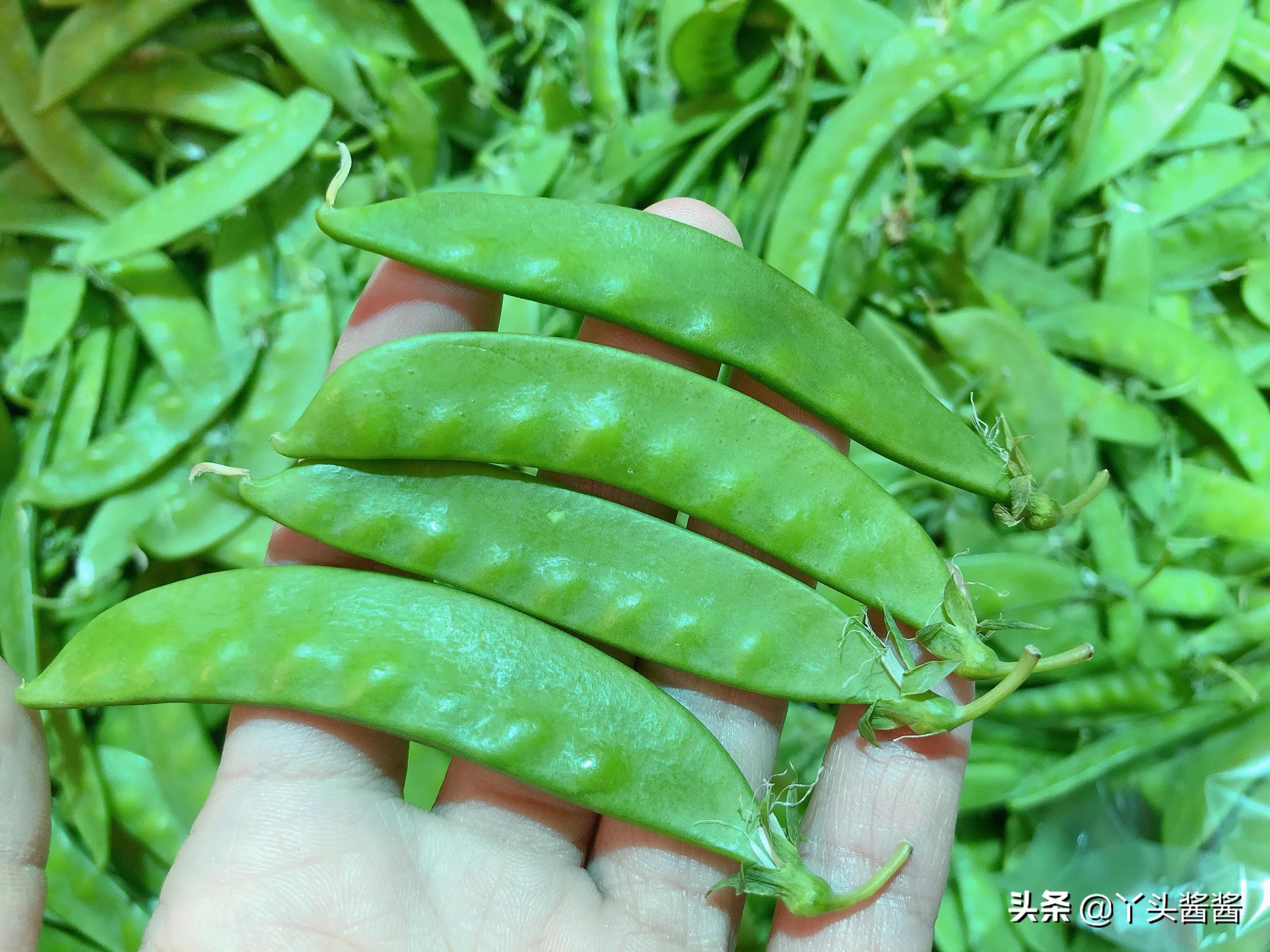 荷兰豆怎么辨别熟了,荷兰豆挑选