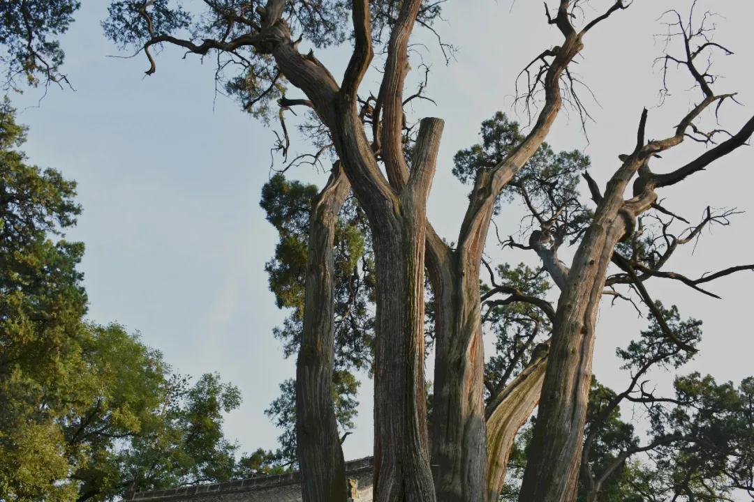 历史上的韩城文化,千年历史文化名城韩城