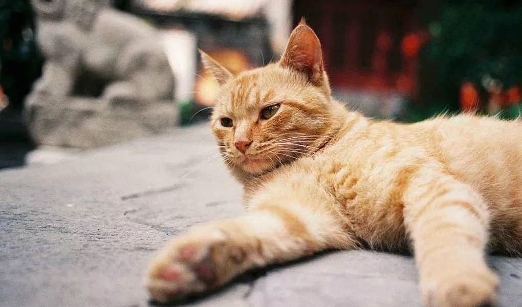 猫咪为什么会在地上蹭屁屁？很可能是身体出问题了……
