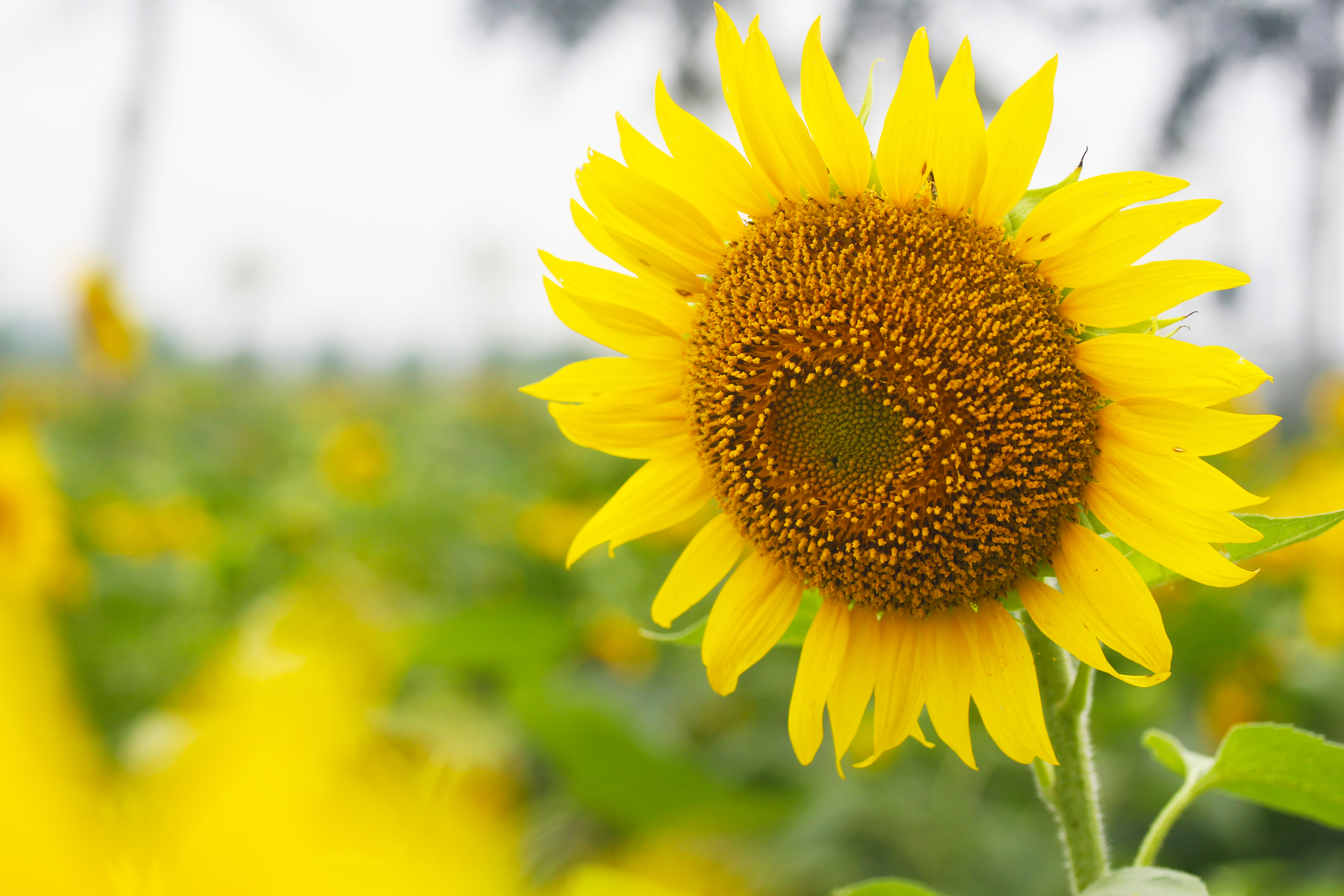 北京向日葵花海最佳时间,北京郊区向日葵花海