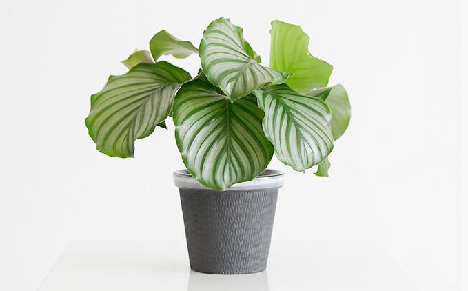 竹芋黄叶的原因和处理办法,竹芋叶片发黄是什么原因