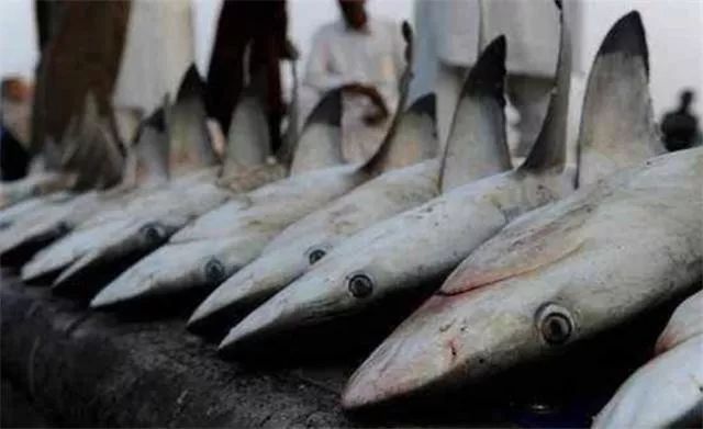 迪拜最有钱的是谁,为什么迪拜人有钱