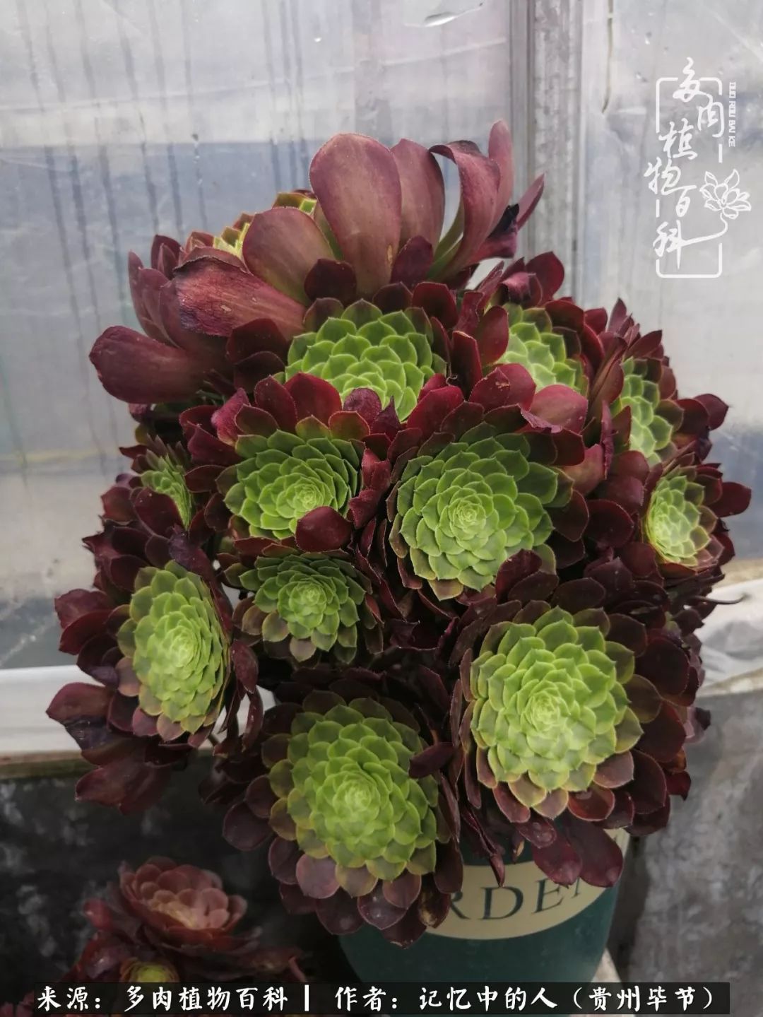 我心中的玫瑰原唱,我心中的玫瑰全部歌曲