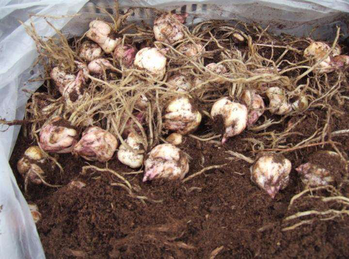 百合花开花后怎样养殖,百合花开后的养殖方法和注意事项