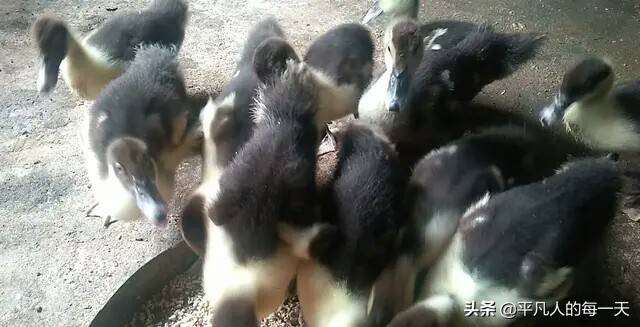 农村人赚钱的十种方法,农村人挣钱的生意门路