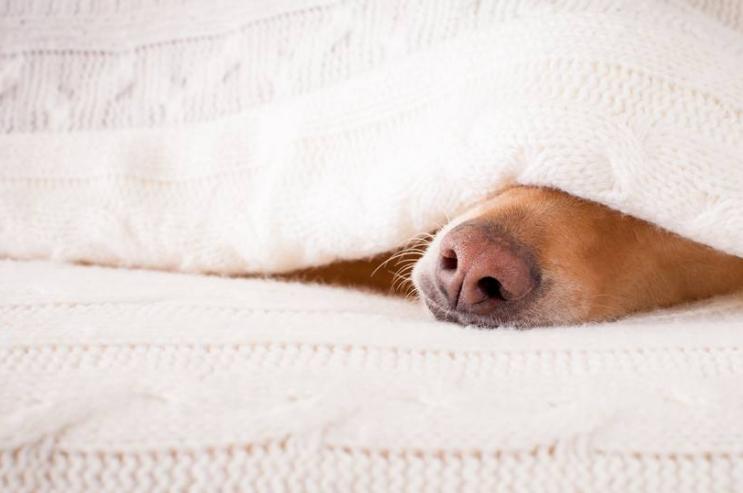 狗狗喜欢抱大腿发泄怎么办,狗狗老上床用什么办法制止它