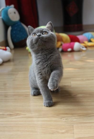 英短猫一旦出现这个6表现，离生病就不远了