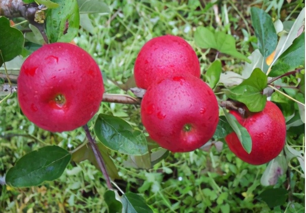 云南禄丰旅游线路攻略图,云南冬季自驾游最佳线路图