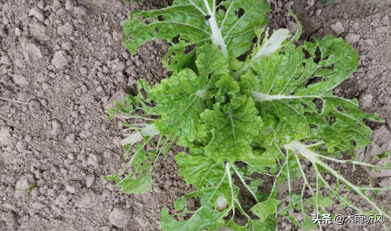 白菜上面有青虫,打什么药好?