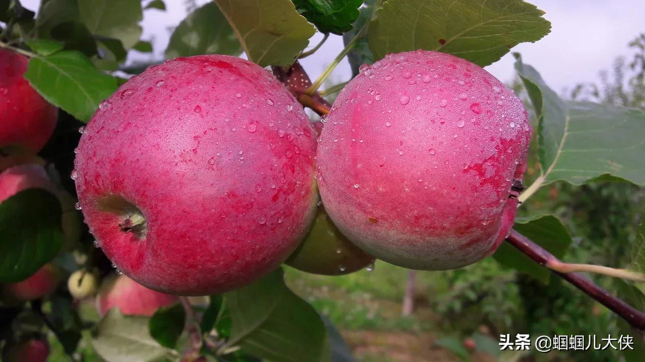 所有的新疆特产,旅游从新疆带的特产