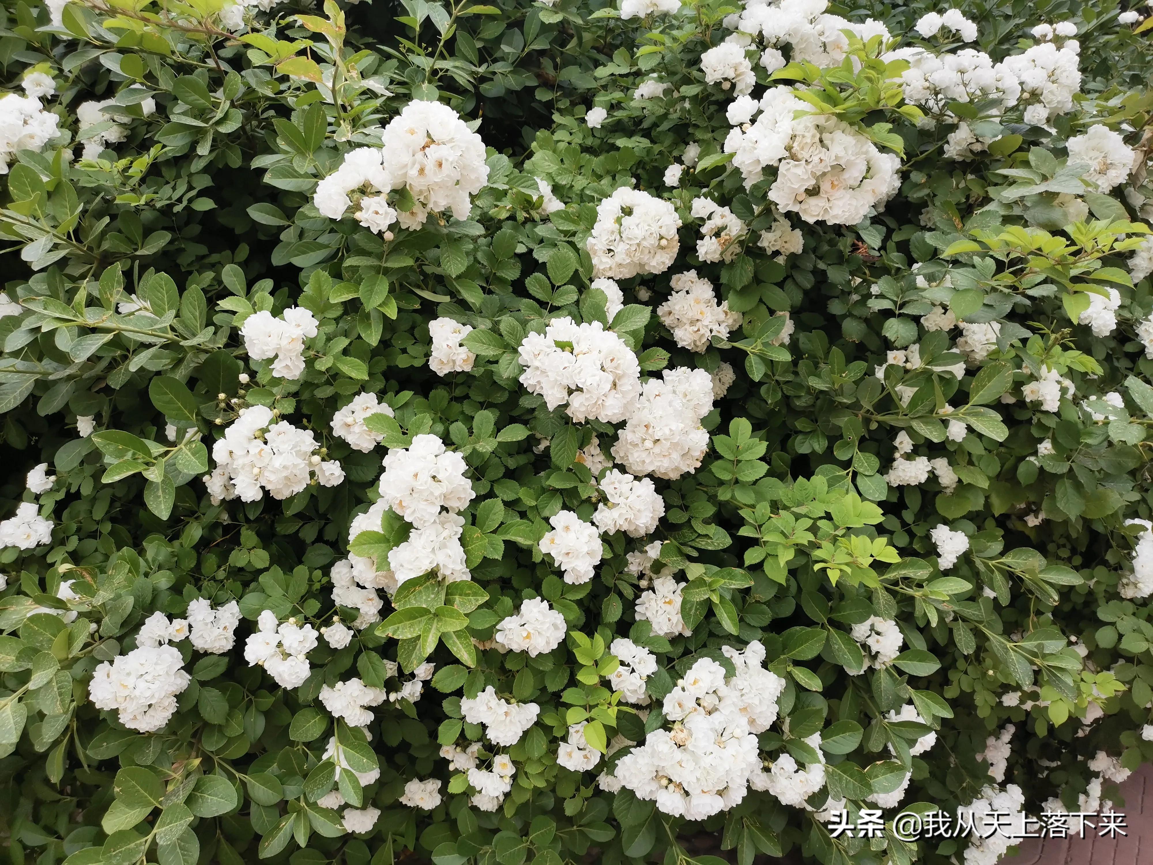 100张花朵美图,100张花图片大全