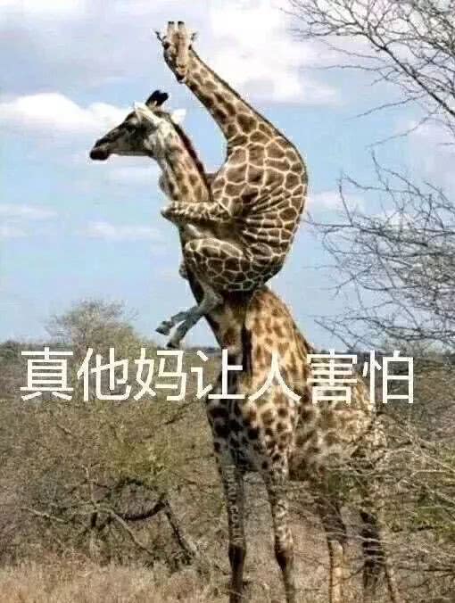 摇滚牛头—9款丰田怪车拾趣