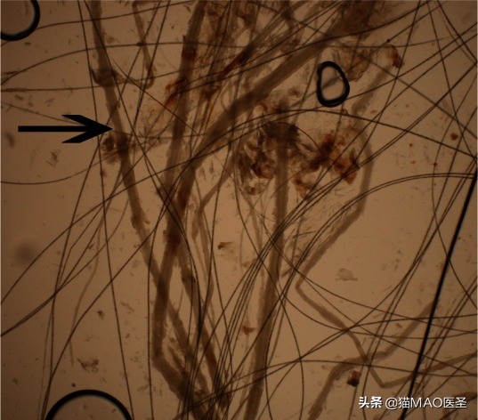猫咪真菌与螨虫鉴别,猫咪细菌和真菌皮肤病区分