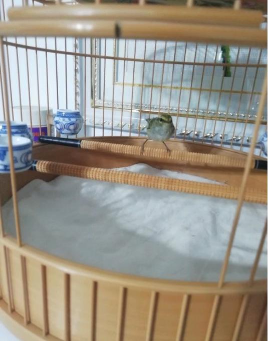 为什么说靛颏鸟是鸟中君子,鸟中君子蓝靛颏