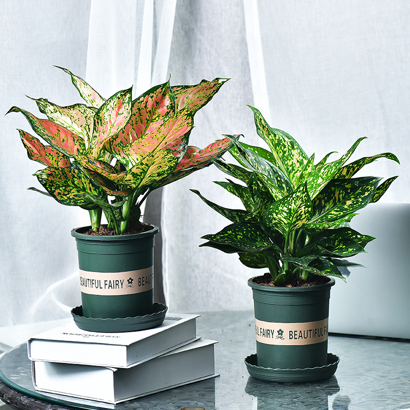 人养花花,人养花花养人哪些花养人