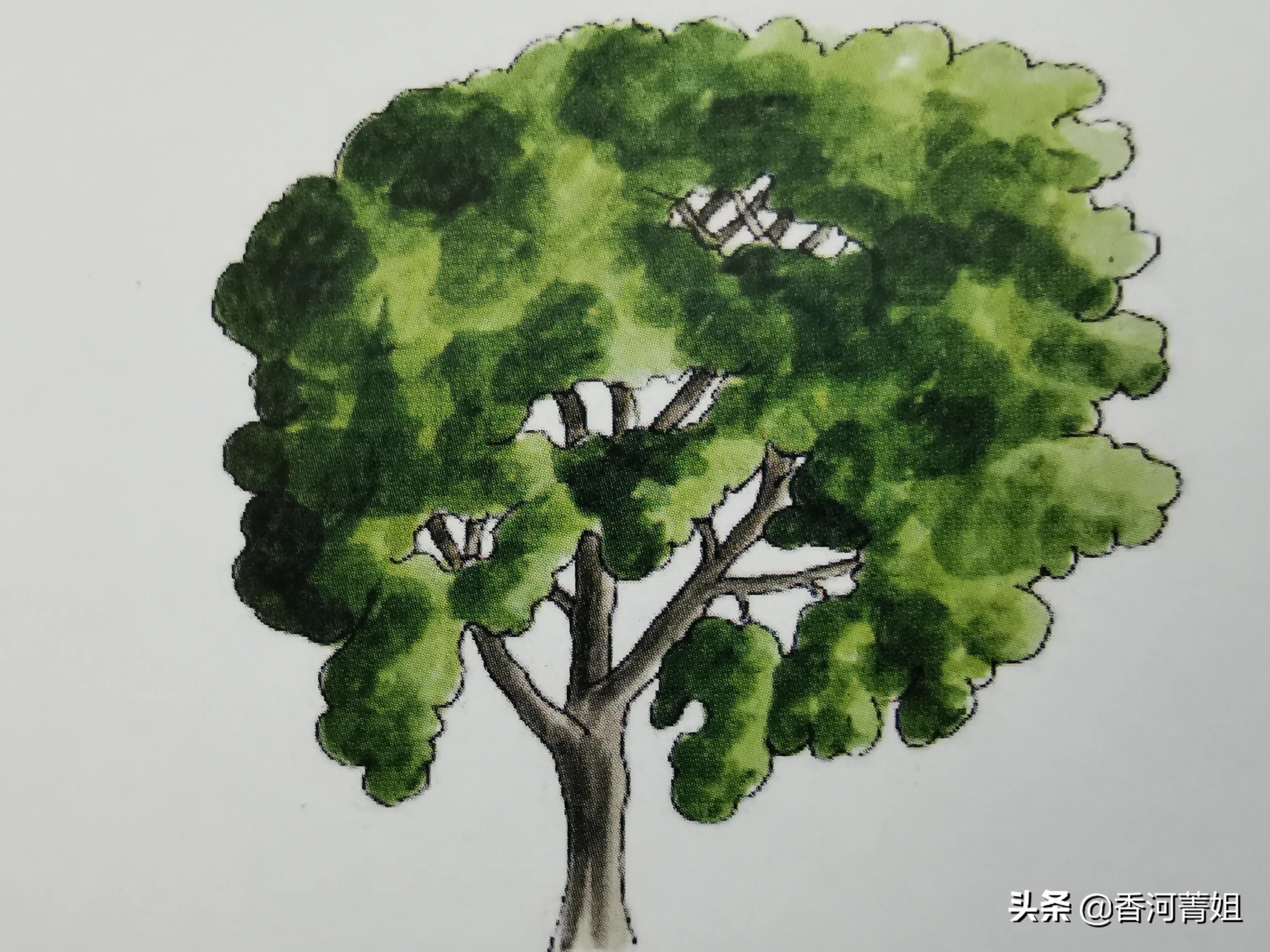 美国白橡木地板,美国白橡木和白蜡木的区别