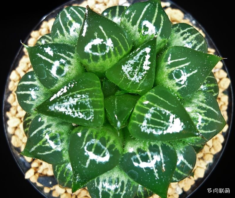 多肉玉露寿的品种图鉴,日本十大耐阴多肉
