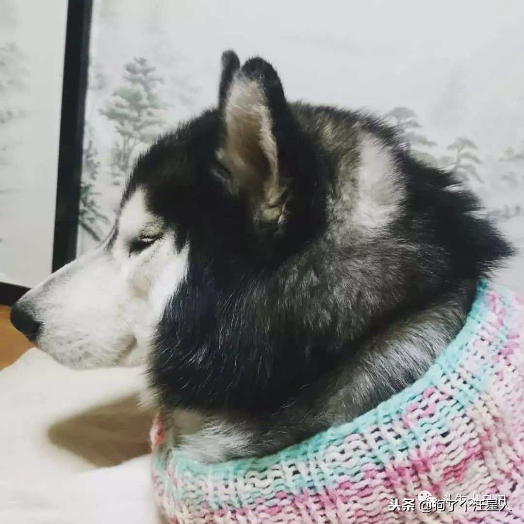 全国十大宠物狗排名榜,宠物狗排行榜前十名最好