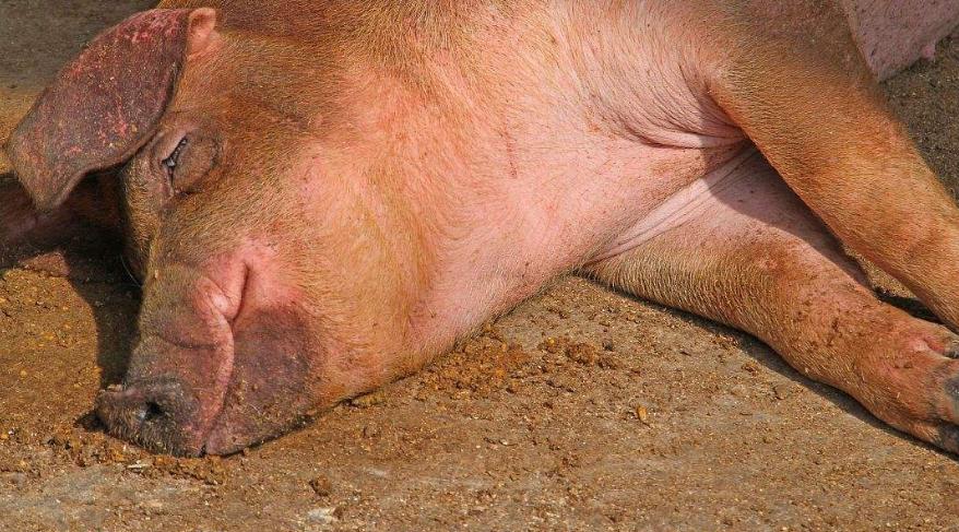 猪圈臭气闻多了会怎么样,猪圈有腥臭味是怎么回事