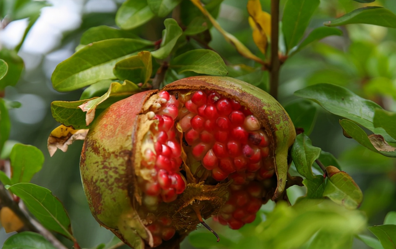 秋天吃石榴对身体有没有伤害,秋季石榴可以多吃吗