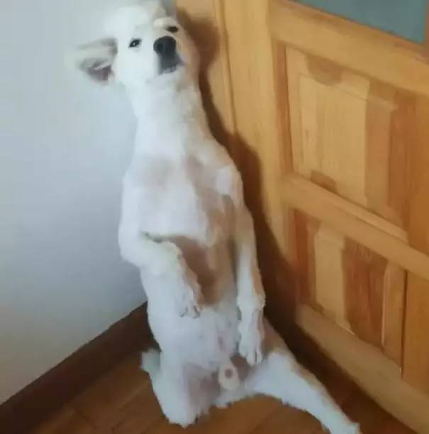 给萨摩耶犬剃毛,给萨摩耶剃毛怎么才能让它不动