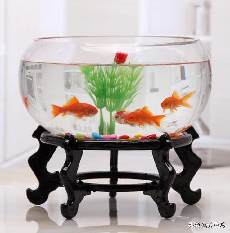 圆形鱼缸养什么鱼最合适,大鱼缸能养小型观赏鱼吗