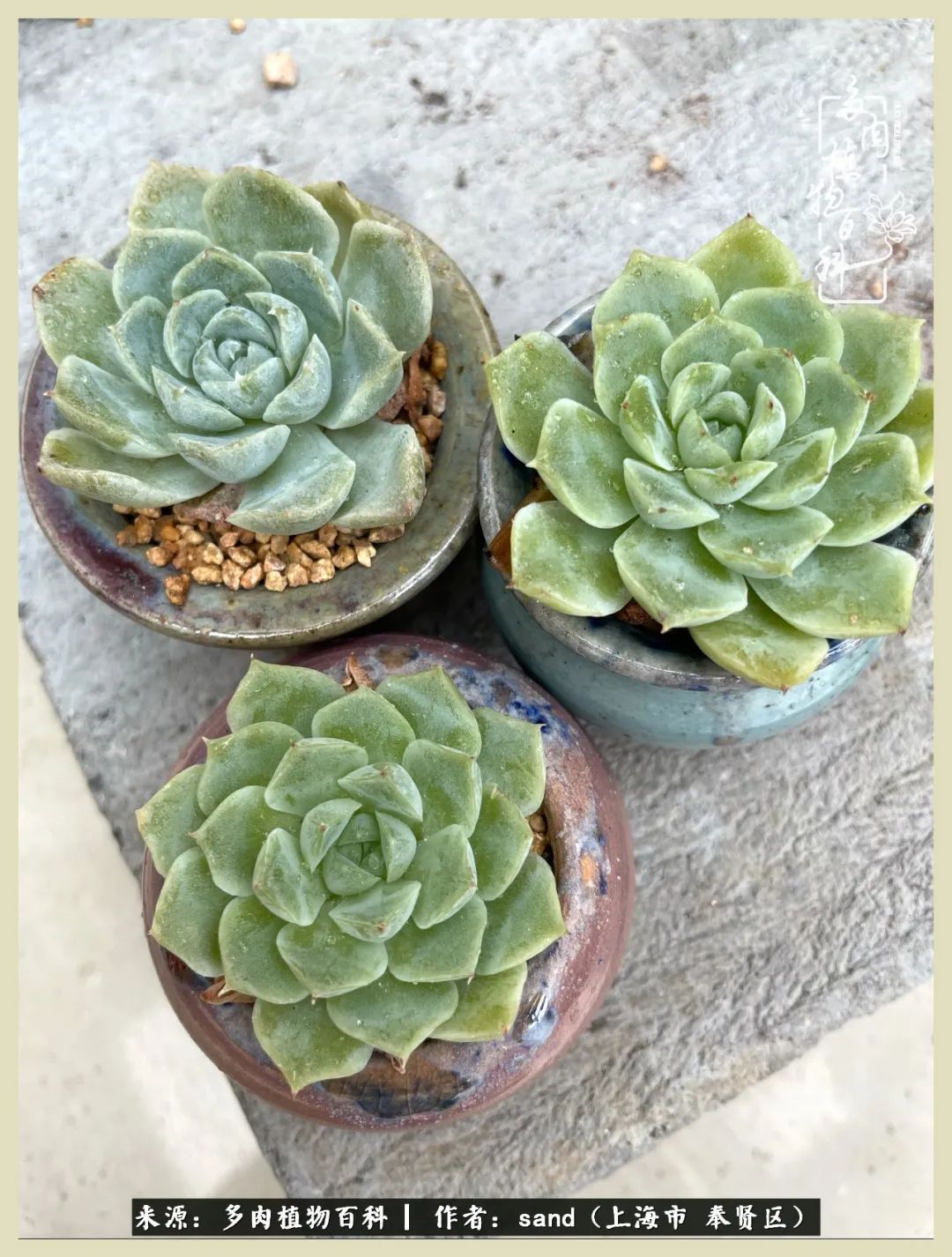 多肉垂落下去该怎么办,多肉在三伏天怎么度夏