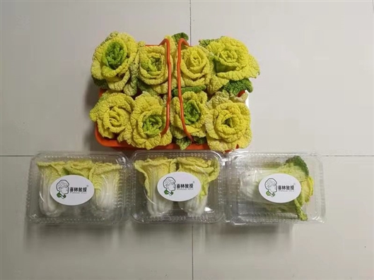 北阳台能种小球玫瑰吗,封闭阳台种玫瑰花