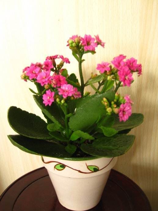 花盆里特小的红蜘蛛怎么消灭,花上的红蜘蛛怎么处理