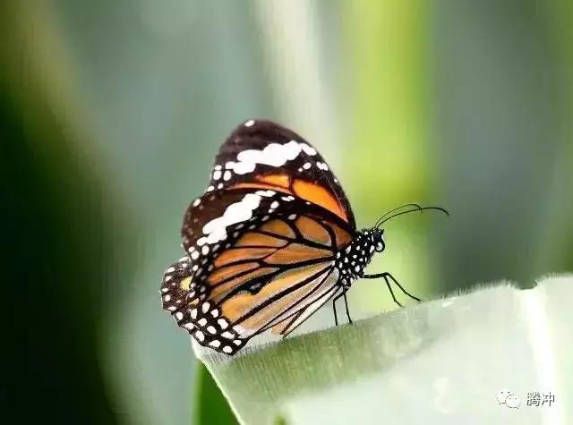 云南腾冲景区图片,云南腾冲山清水秀好风光