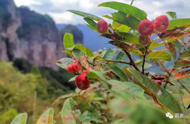 乐清仙溪有哪里好玩的 (乐清仙溪镇景点)