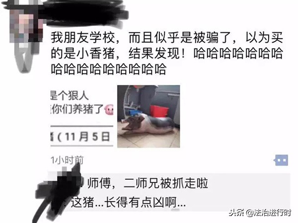 大学宿舍养猪被通报,宿舍养猪被学校批评