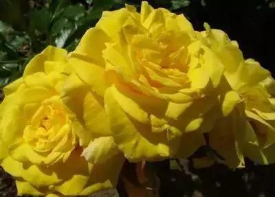 100种花的花语以及送花礼仪分享,100种花的名字和图片带花语