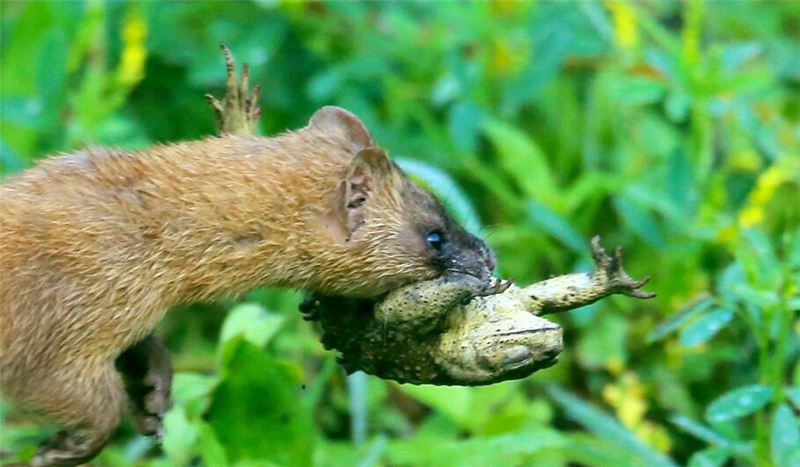 为什么黄鼠狼不可以吃鸡蛋,李时珍为什么不吃黄鼠狼呢