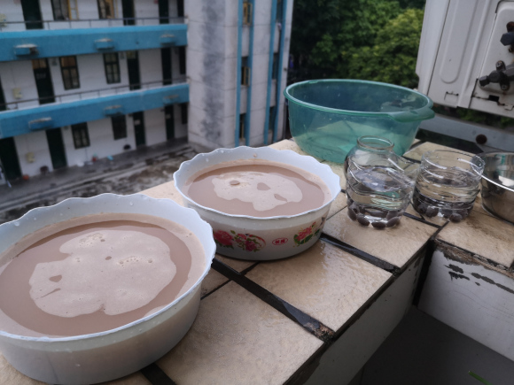 种碗莲几天开叶几天浇水,碗莲种藕种下几天叶片展开